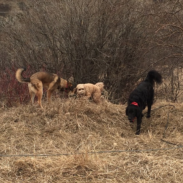 Here are some happy dawgs!!! #sunshine #summer #dogs #packwalks #dogwalker #nwcalgary #yyc