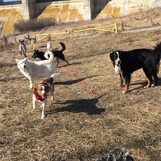 Here are some happy dawgs!!! #sunshine #summer #dogs #packwalks #dogwalker #nwcalgary #yyc