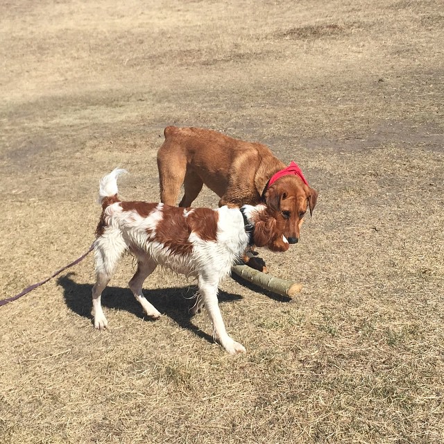 Here are some happy dawgs!!! #sunshine #summer #dogs #packwalks #dogwalker #nwcalgary #yyc