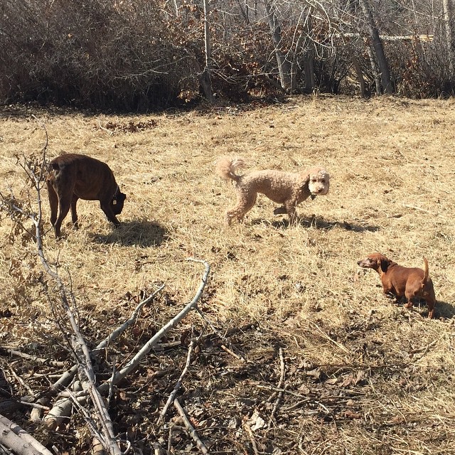 Here are some happy dawgs!!! #sunshine #summer #dogs #packwalks #dogwalker #nwcalgary #yyc