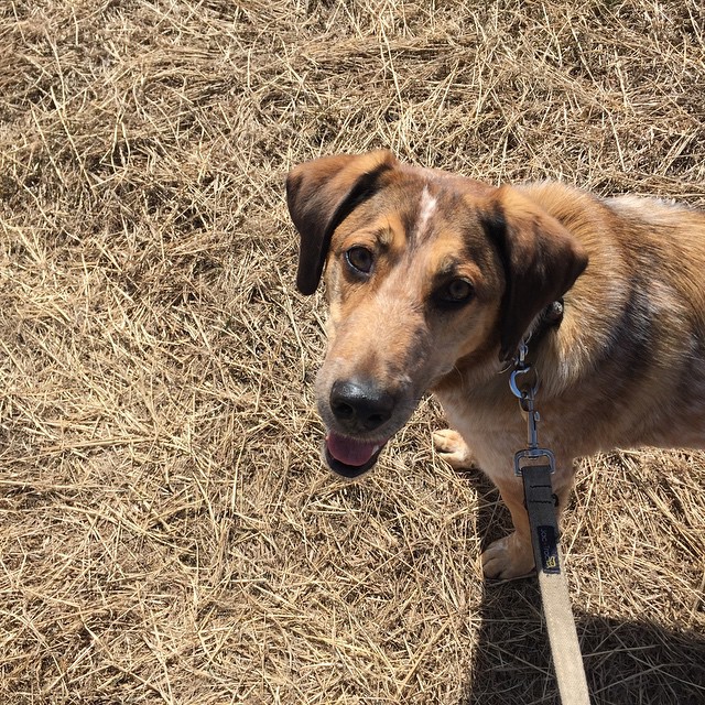 Here are some happy dawgs!!! #sunshine #summer #dogs #packwalks #dogwalker #nwcalgary #yyc