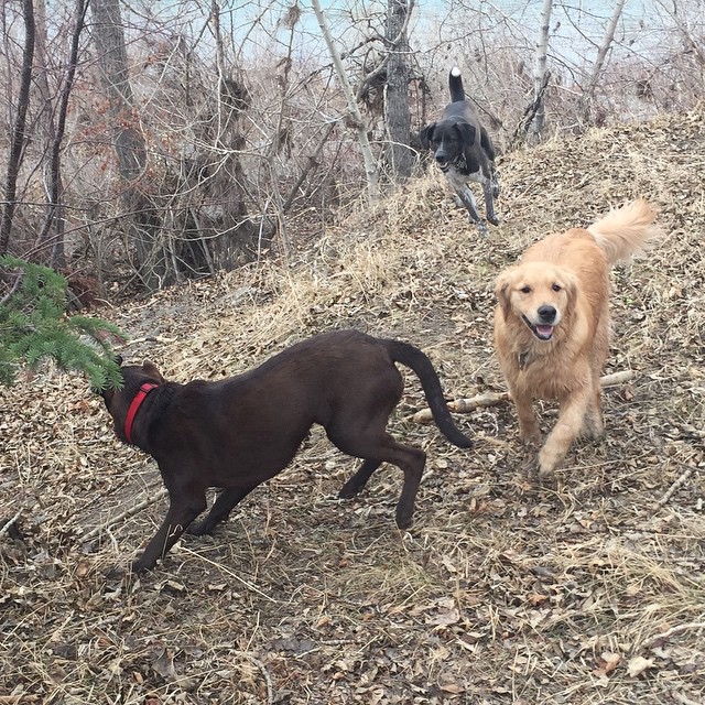 Here are some happy dawgs!!! #sunshine #summer #dogs #packwalks #dogwalker #nwcalgary #yyc