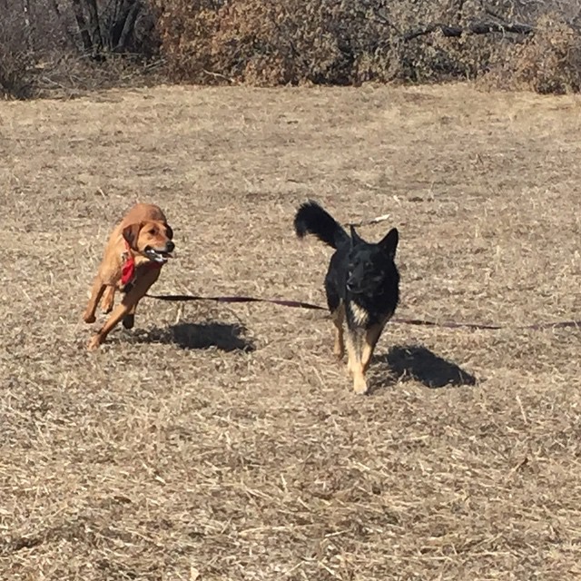 Here are some happy dawgs!!! #sunshine #summer #dogs #packwalks #dogwalker #nwcalgary #yyc
