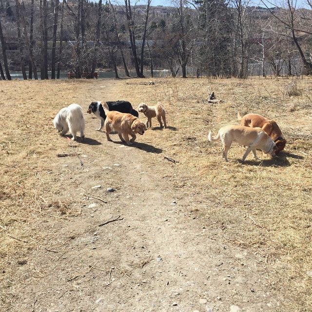 Here are some happy dawgs!!! #sunshine #summer #dogs #packwalks #dogwalker #nwcalgary #yyc