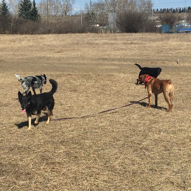 Here are some happy dawgs!!! #sunshine #summer #dogs #packwalks #dogwalker #nwcalgary #yyc