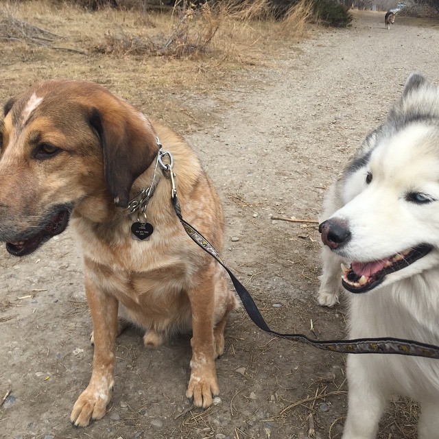 Here are some happy dawgs!!! #sunshine #summer #dogs #packwalks #dogwalker #nwcalgary #yyc