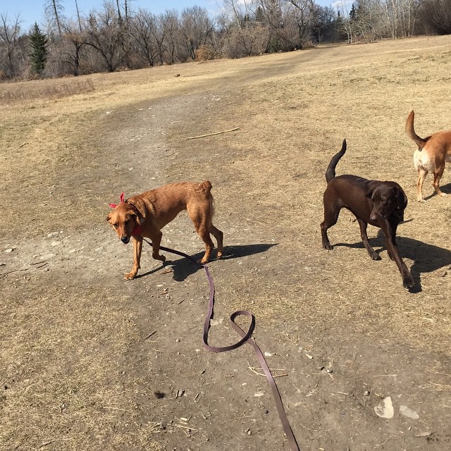 Here are some happy dawgs!!! #sunshine #summer #dogs #packwalks #dogwalker #nwcalgary #yyc