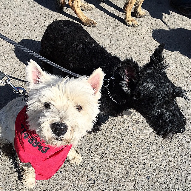 Here are some happy dawgs!!! #sunshine #summer #dogs #packwalks #dogwalker #nwcalgary #yyc