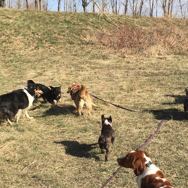 Here are some happy dawgs!!! #sunshine #summer #dogs #packwalks #dogwalker #nwcalgary #yyc