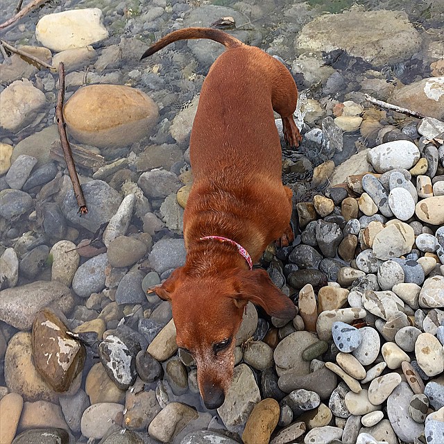 Here are some happy dawgs!!! #sunshine #summer #dogs #packwalks #dogwalker #nwcalgary #yyc