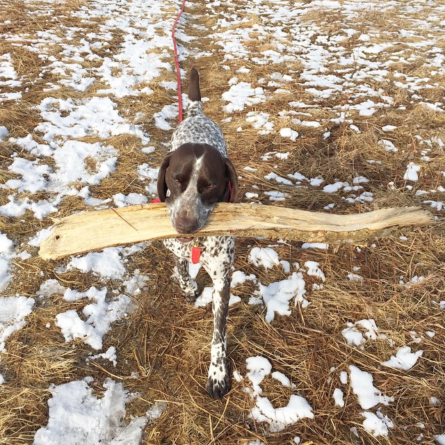 Here are some happy dawgs!!! #sunshine #summer #dogs #packwalks #dogwalker #nwcalgary #yyc