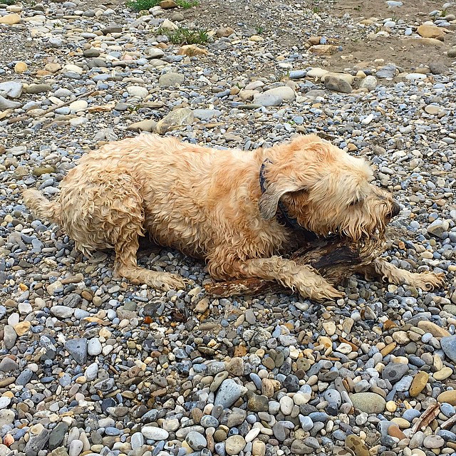 Here are some happy dawgs!!! #sunshine #summer #dogs #packwalks #dogwalker #nwcalgary #yyc