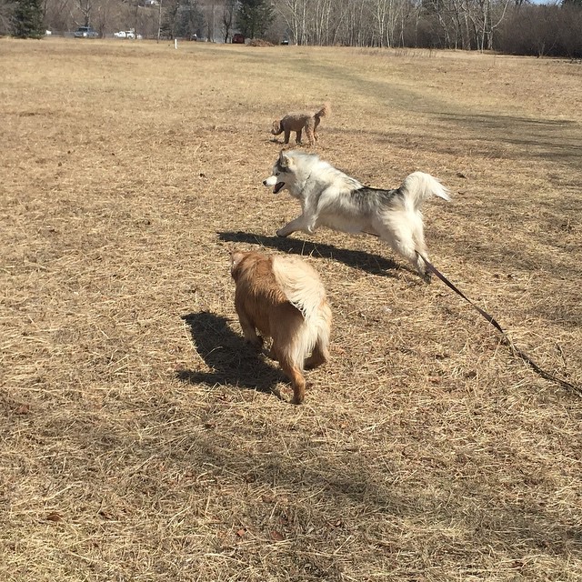 Here are some happy dawgs!!! #sunshine #summer #dogs #packwalks #dogwalker #nwcalgary #yyc