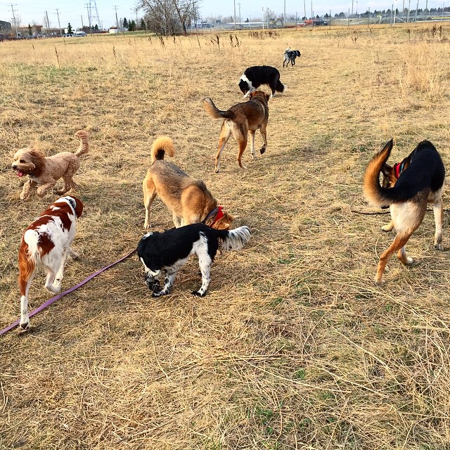 Here are some happy dawgs!!! #sunshine #summer #dogs #packwalks #dogwalker #nwcalgary #yyc