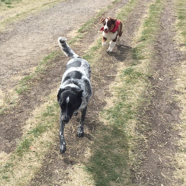 Here are some happy dawgs!!! #sunshine #summer #dogs #packwalks #dogwalker #nwcalgary #yyc