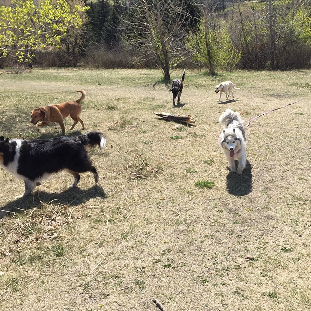 Here are some happy dawgs!!! #sunshine #summer #dogs #packwalks #dogwalker #nwcalgary #yyc