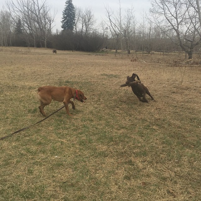 Here are some happy dawgs!!! #sunshine #summer #dogs #packwalks #dogwalker #nwcalgary #yyc