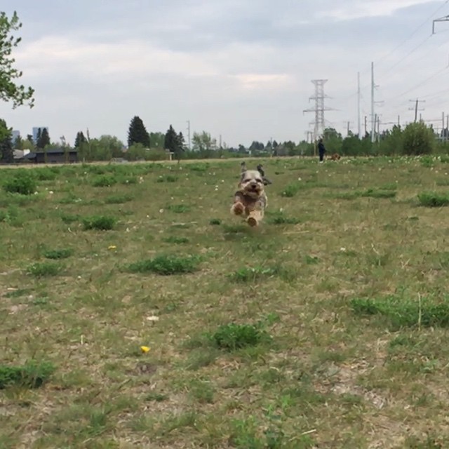 Here are some happy dawgs!!! #sunshine #summer #dogs #packwalks #dogwalker #nwcalgary #yyc