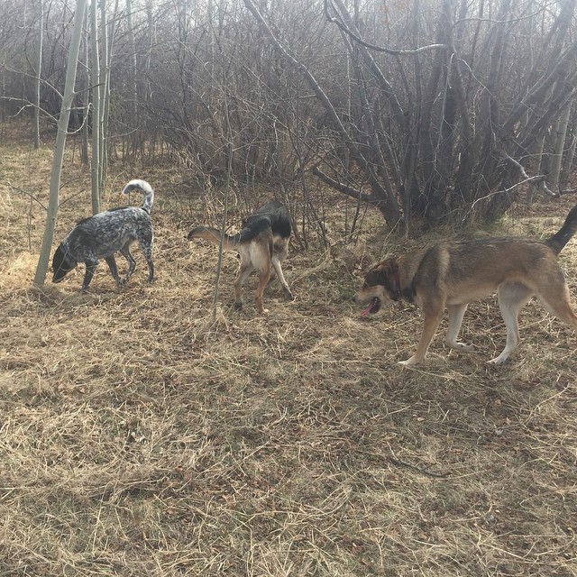 Here are some happy dawgs!!! #sunshine #summer #dogs #packwalks #dogwalker #nwcalgary #yyc
