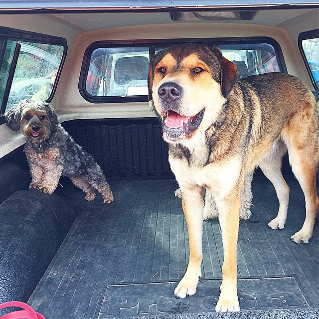 Here are some happy dawgs!!! #sunshine #summer #dogs #packwalks #dogwalker #nwcalgary #yyc