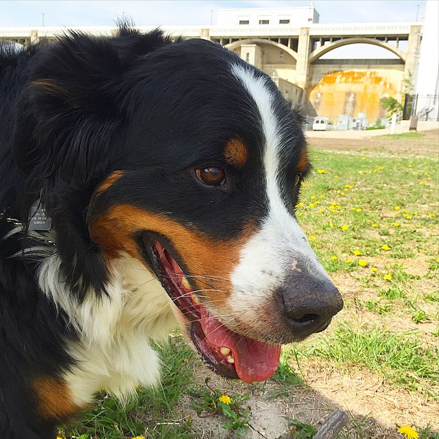 Here are some happy dawgs!!! #sunshine #summer #dogs #packwalks #dogwalker #nwcalgary #yyc