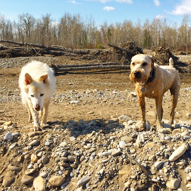 Here are some happy dawgs!!! #sunshine #summer #dogs #packwalks #dogwalker #nwcalgary #yyc