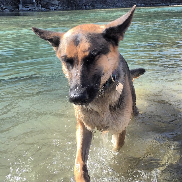 Here are some happy dawgs!!! #sunshine #summer #dogs #packwalks #dogwalker #nwcalgary #yyc