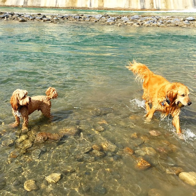 Here are some happy dawgs!!! #sunshine #summer #dogs #packwalks #dogwalker #nwcalgary #yyc