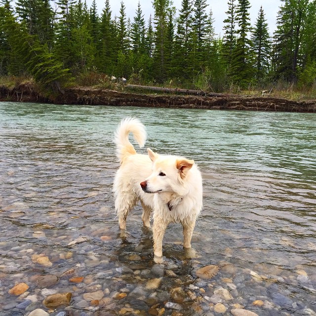 Here are some happy dawgs!!! #sunshine #summer #dogs #packwalks #dogwalker #nwcalgary #yyc
