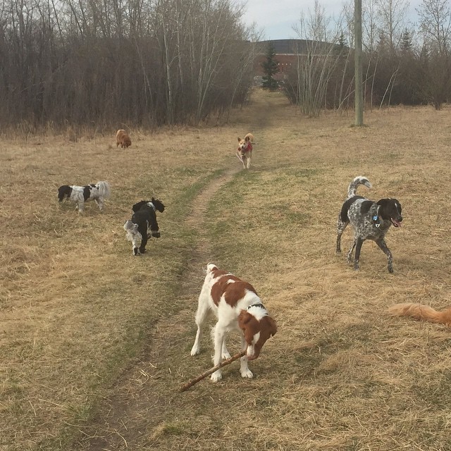 Here are some happy dawgs!!! #sunshine #summer #dogs #packwalks #dogwalker #nwcalgary #yyc