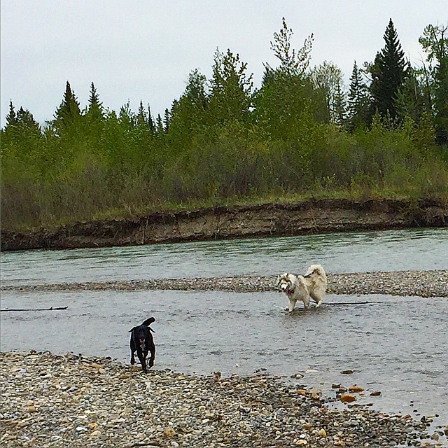 Here are some happy dawgs!!! #sunshine #summer #dogs #packwalks #dogwalker #nwcalgary #yyc
