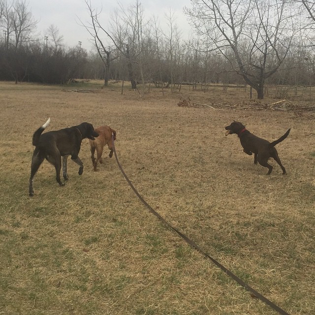 Here are some happy dawgs!!! #sunshine #summer #dogs #packwalks #dogwalker #nwcalgary #yyc
