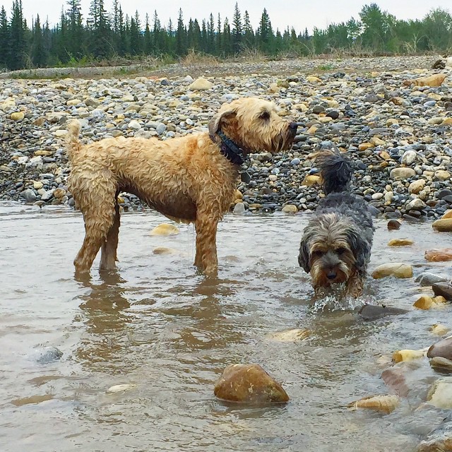 Here are some happy dawgs!!! #sunshine #summer #dogs #packwalks #dogwalker #nwcalgary #yyc