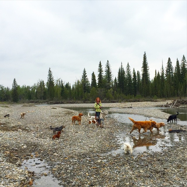 Here are some happy dawgs!!! #sunshine #summer #dogs #packwalks #dogwalker #nwcalgary #yyc
