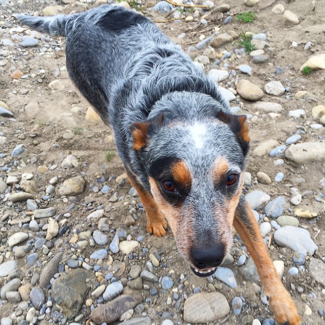 Here are some happy dawgs!!! #sunshine #summer #dogs #packwalks #dogwalker #nwcalgary #yyc