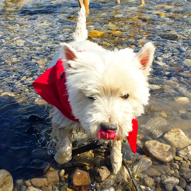 Here are some happy dawgs!!! #sunshine #summer #dogs #packwalks #dogwalker #nwcalgary #yyc
