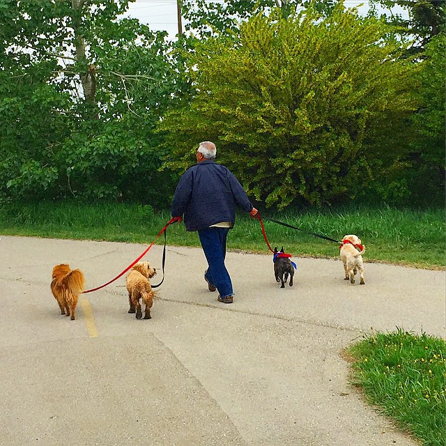 Here are some happy dawgs!!! #sunshine #summer #dogs #packwalks #dogwalker #nwcalgary #yyc