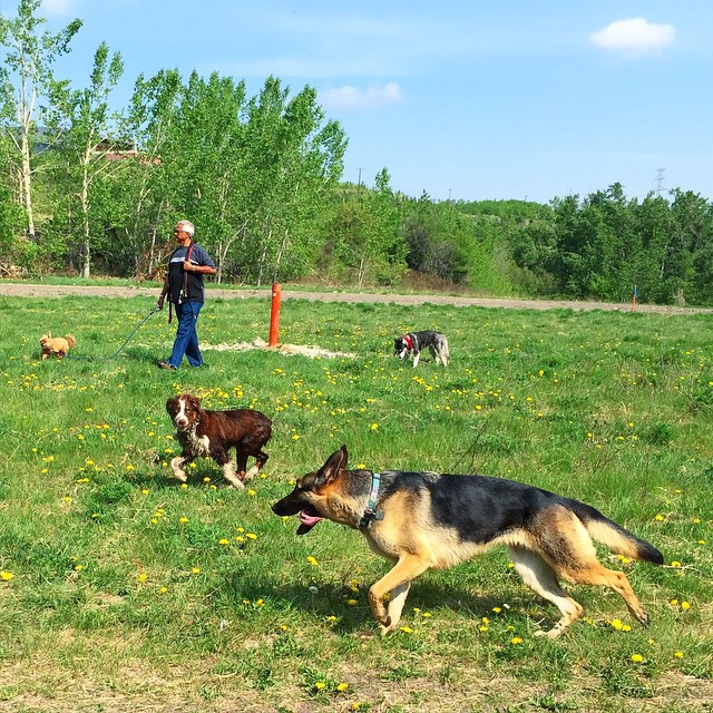 Here are some happy dawgs!!! #sunshine #summer #dogs #packwalks #dogwalker #nwcalgary #yyc