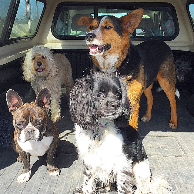 Here are some happy dawgs!!! #sunshine #summer #dogs #packwalks #dogwalker #nwcalgary #yyc