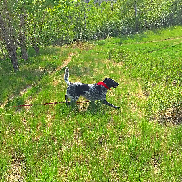 Here are some happy dawgs!!! #sunshine #summer #dogs #packwalks #dogwalker #nwcalgary #yyc