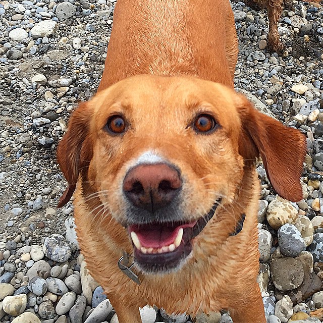 Here are some happy dawgs!!! #sunshine #summer #dogs #packwalks #dogwalker #nwcalgary #yyc