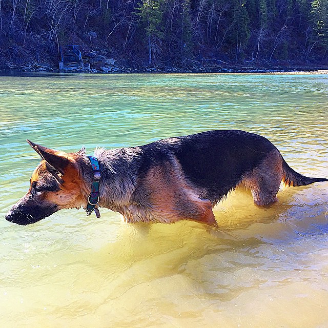 Here are some happy dawgs!!! #sunshine #summer #dogs #packwalks #dogwalker #nwcalgary #yyc