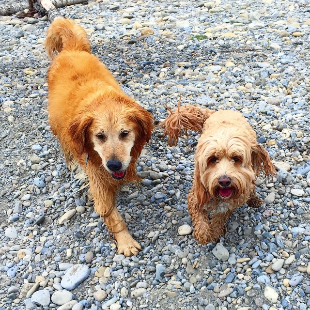 Here are some happy dawgs!!! #sunshine #summer #dogs #packwalks #dogwalker #nwcalgary #yyc