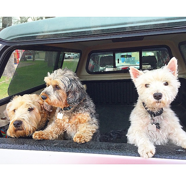 Here are some happy dawgs!!! #sunshine #summer #dogs #packwalks #dogwalker #nwcalgary #yyc