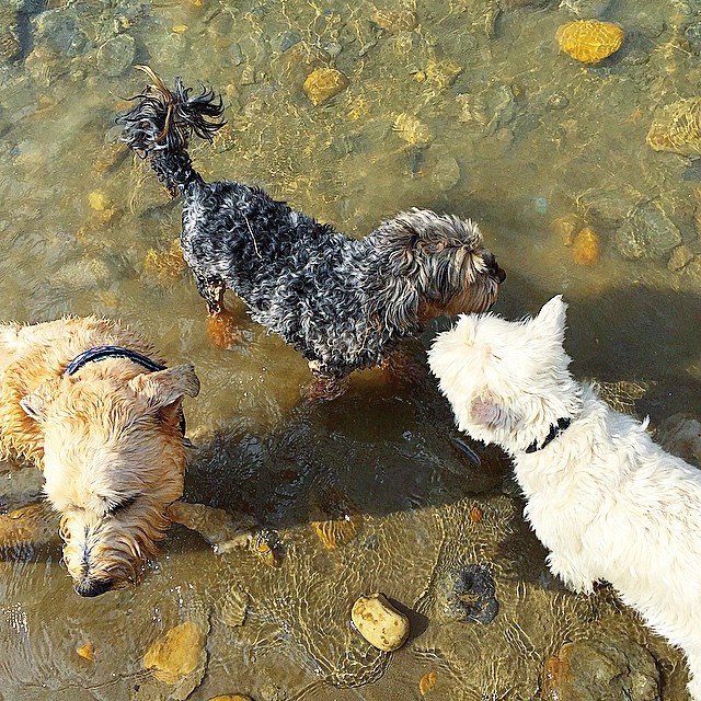 Here are some happy dawgs!!! #sunshine #summer #dogs #packwalks #dogwalker #nwcalgary #yyc