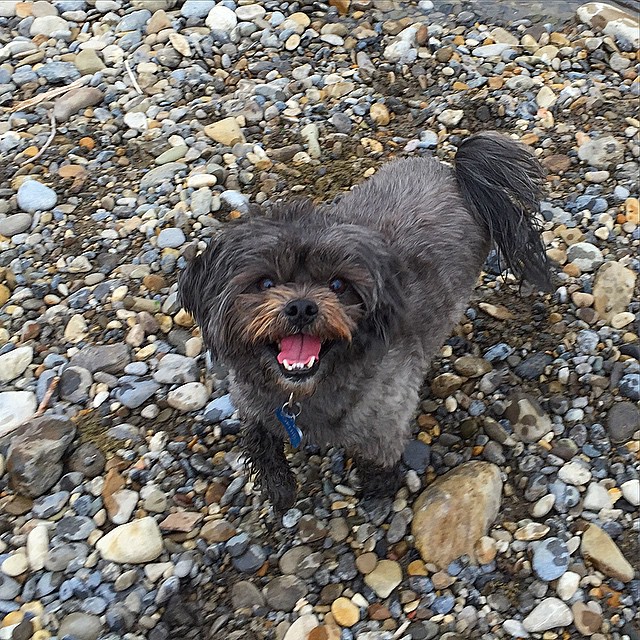 Here are some happy dawgs!!! #sunshine #summer #dogs #packwalks #dogwalker #nwcalgary #yyc