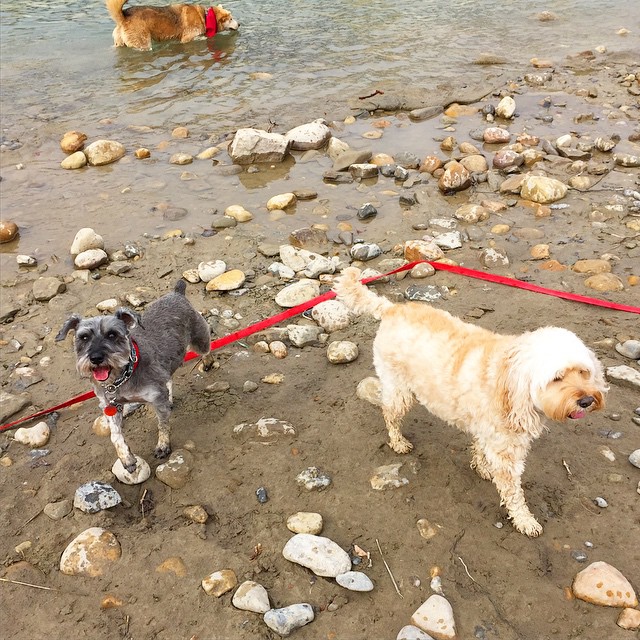Here are some happy dawgs!!! #sunshine #summer #dogs #packwalks #dogwalker #nwcalgary #yyc