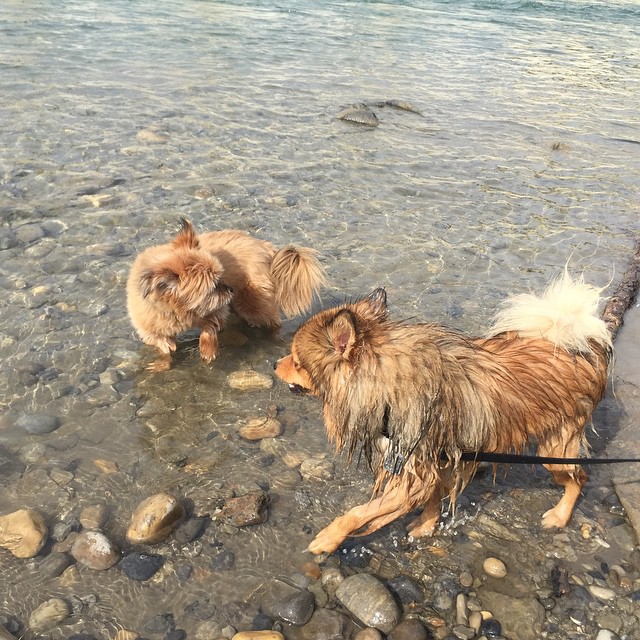 Here are some happy dawgs!!! #sunshine #summer #dogs #packwalks #dogwalker #nwcalgary #yyc