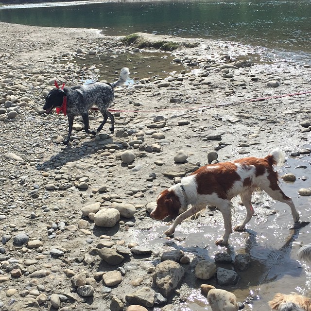 Here are some happy dawgs!!! #sunshine #summer #dogs #packwalks #dogwalker #nwcalgary #yyc