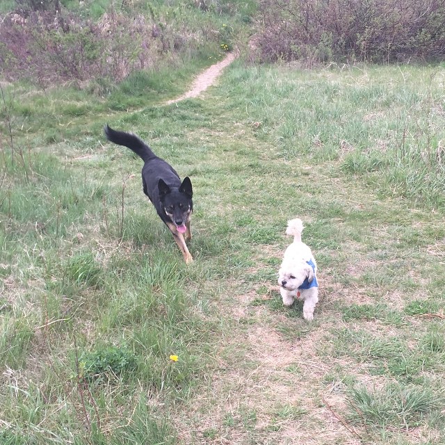 Here are some happy dawgs!!! #sunshine #summer #dogs #packwalks #dogwalker #nwcalgary #yyc